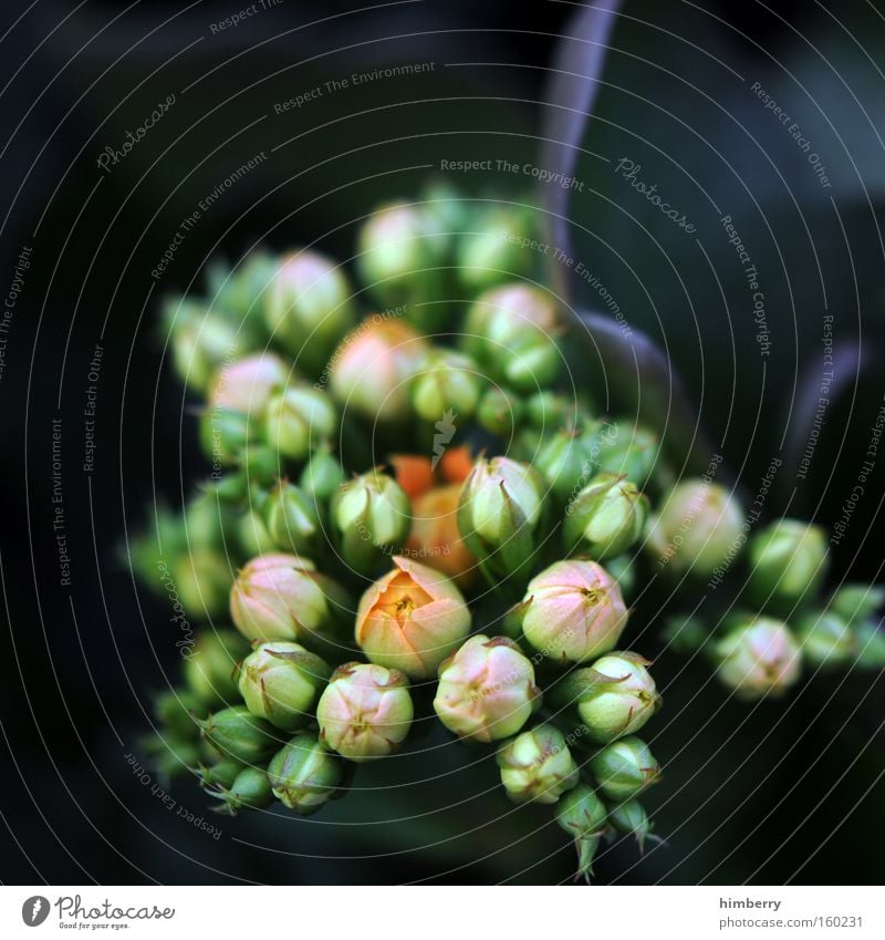 outcoming soon Blume Natur Frühling frisch Gartenbau Pflanze Botanik Hintergrundbild Floristik Blüte Zimmerpflanze Dekoration & Verzierung kalanchoe