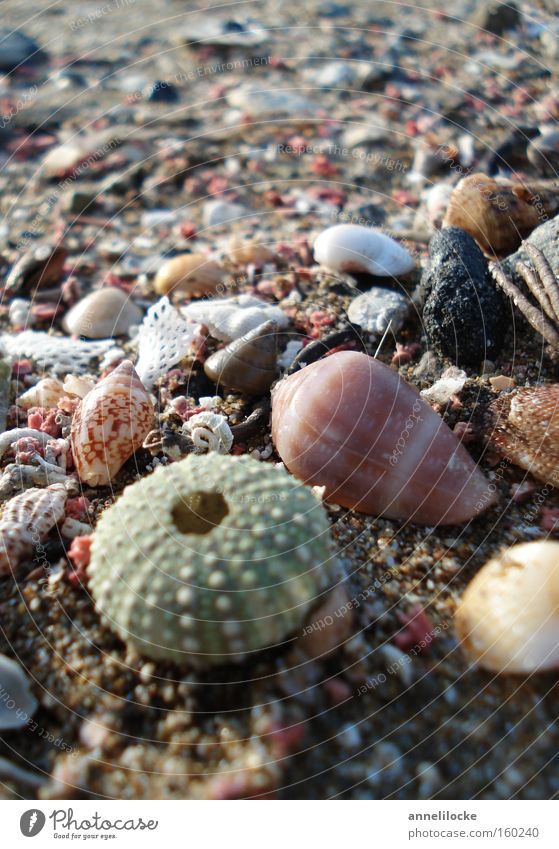 Strandgut Muschel Seeigel Stein Sand Ferien & Urlaub & Reisen Meer Insel Inseln Mittelmeer Sommer Sammlung Suche finden Fisch