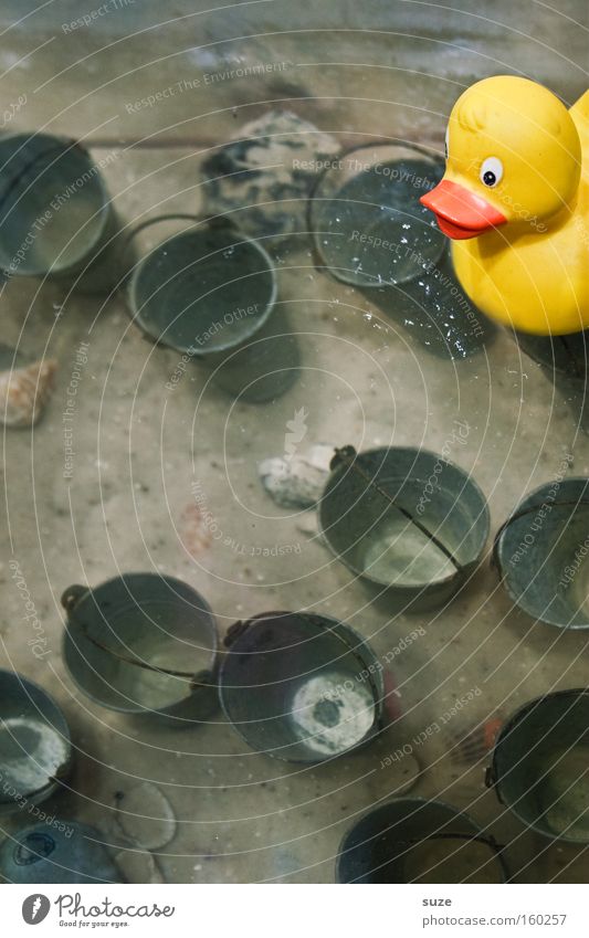 Quietsche-Entchen Freude Schwimmen & Baden Spielen Meer Dekoration & Verzierung Kindheit Sand Wasser Ostsee Teich See Muschel Aquarium Spielzeug lustig verrückt