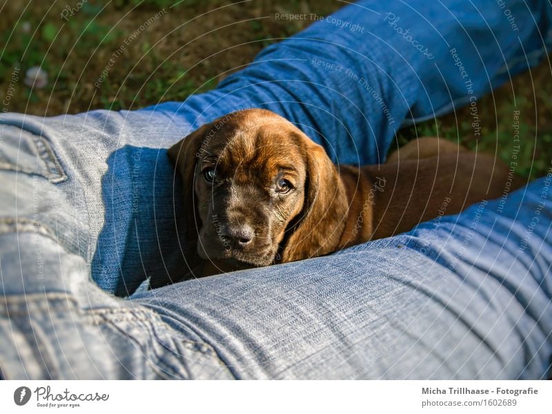 Nähe & Körperkontakt Mensch Mann Erwachsene Beine Natur Tier Sonnenlicht Jeanshose Haustier Hund Tiergesicht Fell 1 Tierjunges beobachten Erholung liegen Blick