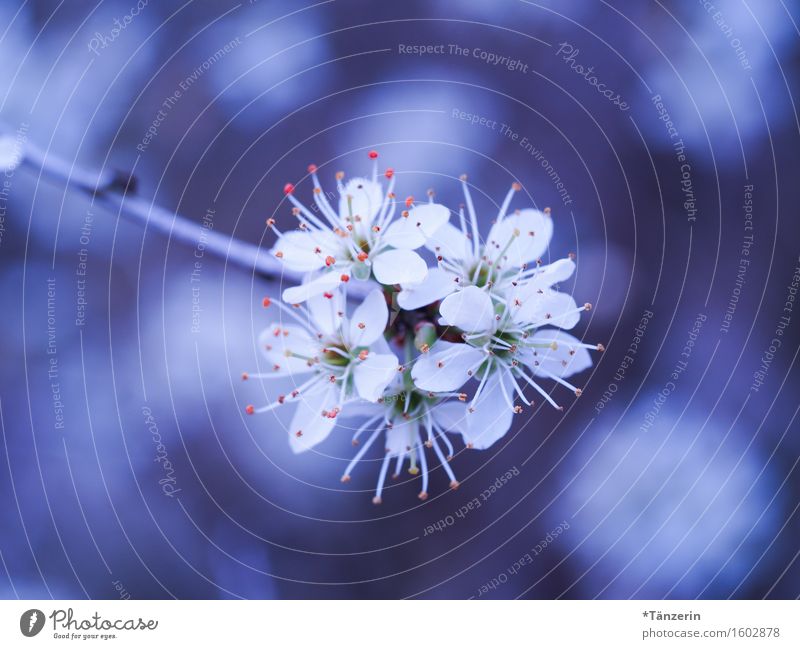 so weiß Natur Pflanze Frühling Baum Blüte Garten Park ästhetisch frisch natürlich positiv schön blau Farbfoto mehrfarbig Außenaufnahme Makroaufnahme