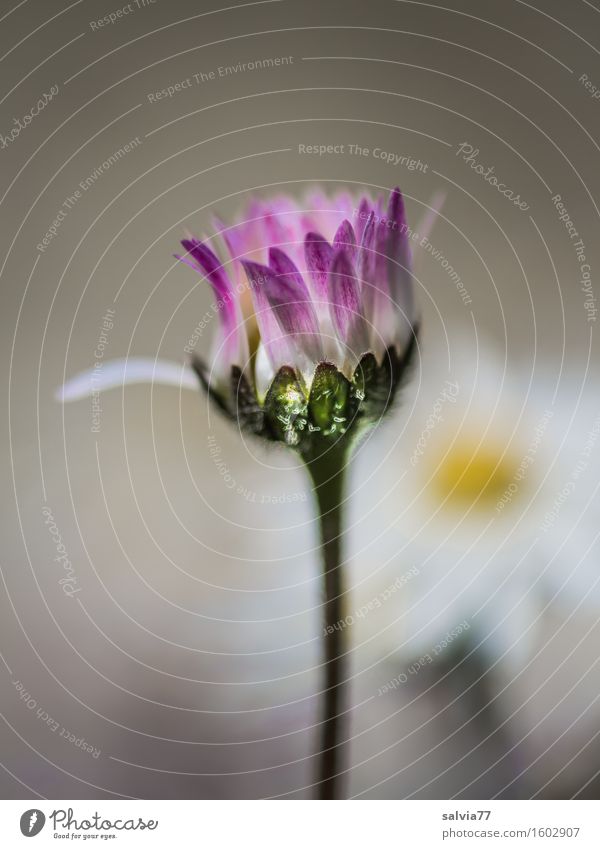 Solist Natur Pflanze Frühling Sommer Blume Blüte Gänseblümchen Wiese Blühend ästhetisch dünn klein schön grau rosa weiß Duft einzigartig Glück Hilfsbereitschaft