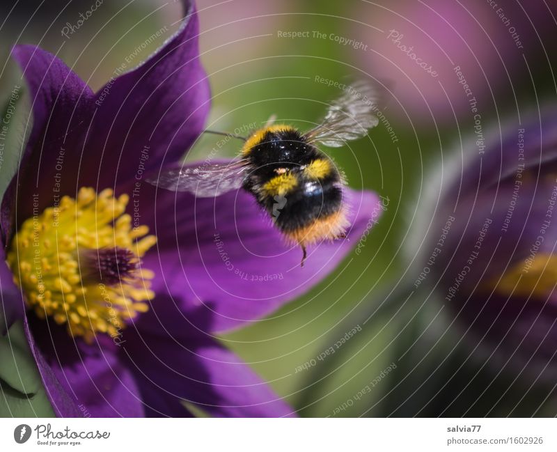 Frühlingsgefühle Natur Pflanze Tier Schönes Wetter Blume Blüte Wildpflanze Kuhschelle Garten Wildtier Flügel Hummel Insekt 1 wählen Duft fliegen weich gelb grün