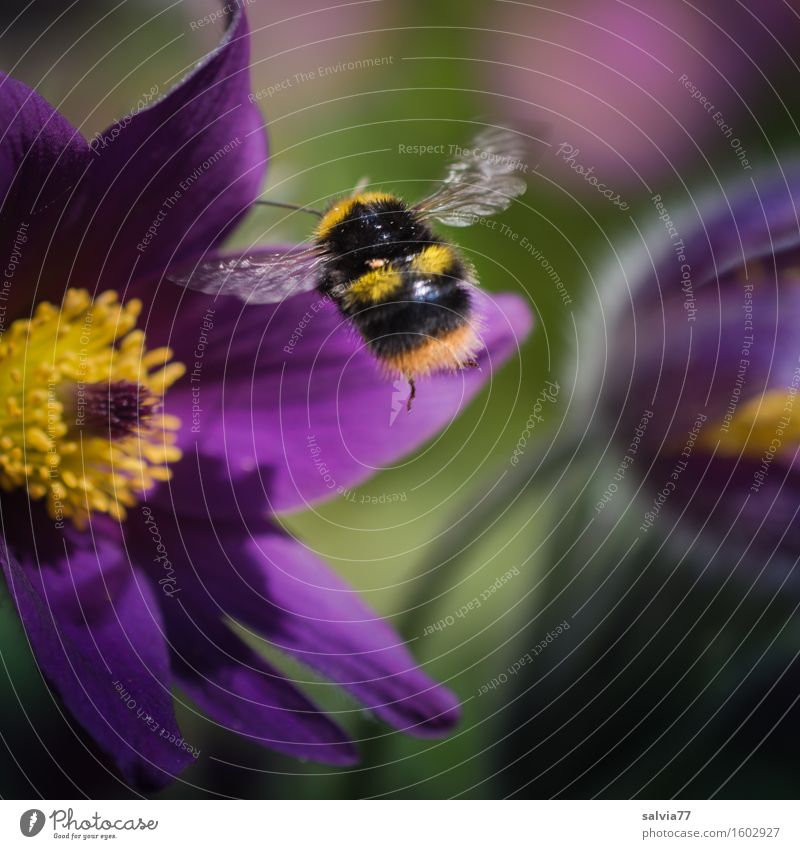 Brummer im Anflug Umwelt Natur Pflanze Tier Frühling Blume Blüte Wildpflanze Kuhschelle Garten Flügel Hummel Insekt Blühend Duft fliegen gelb grün violett Glück