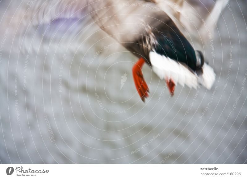 Unscharfe Ente Erpel fliegen flugente Luftverkehr Beginn Schicksal abgang billigflieger