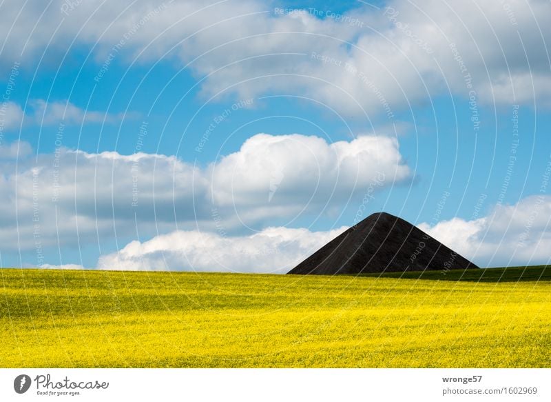 Spitzkegelhalde des ehemaligen Kupferbergbaus im Mansfelder Revier hinter einem blühenden Rapsfeld Bergbau Umwelt Landschaft Himmel Wolken Frühling