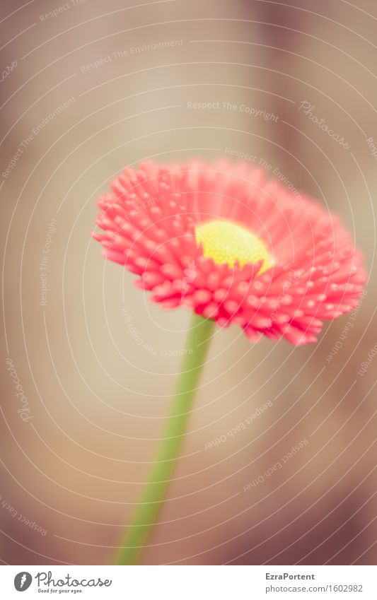 Tausendschönchen Natur Pflanze Frühling Sommer Blume Blüte Garten Blühend ästhetisch natürlich braun gelb grün rot Gänseblümchen Kosename Stengel Stempel