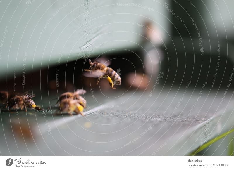 Orientierung / nicht(s) verloren Lebensmittel Ernährung Umwelt Natur Tier Nutztier Biene Honigbiene trendy schön einzigartig Pollen Sammlung Landen Essen Futter