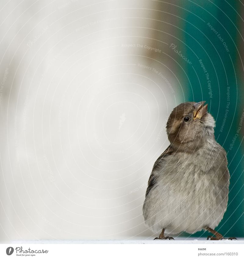 Flausch-Murmel Tier Wildtier Vogel Spatz Feder Flaum 1 Blick authentisch frech klein lustig Neugier niedlich wild Fröhlichkeit Lebensfreude Frühlingsgefühle