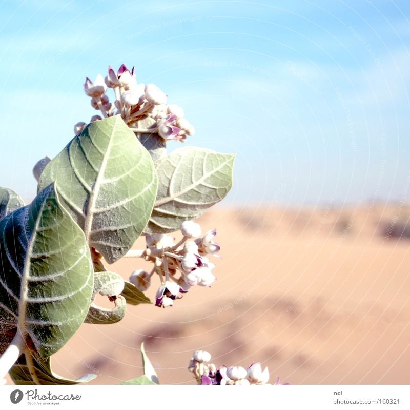 Wüstenblume Blume Himmel Dürre heiß Sonne Sand Pflanze Blüte trocken Blühend Ferne Asien Erde