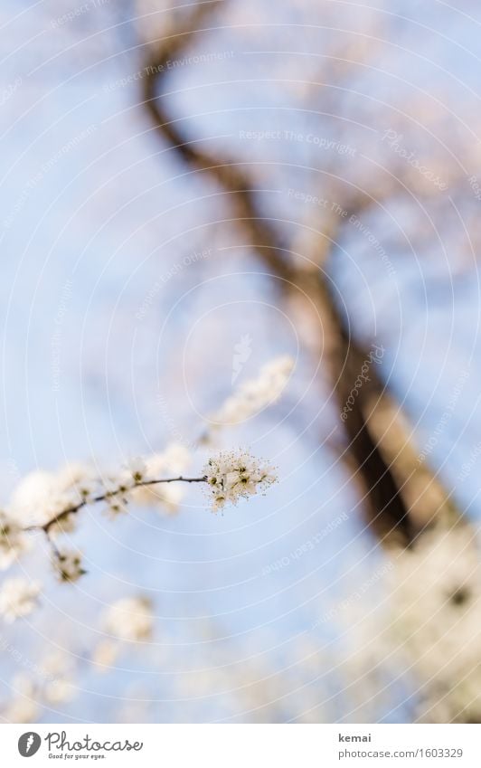 Blühen Umwelt Natur Himmel Wolkenloser Himmel Sonnenlicht Frühling Schönes Wetter Wärme Pflanze Baum Blume Blüte Nutzpflanze Obstbaum Zweig Kirschbaum