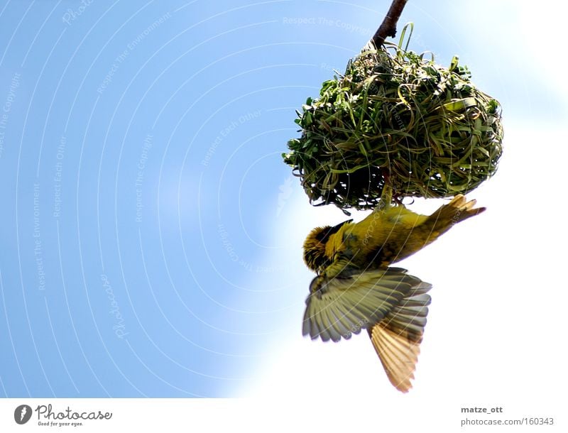 hang around Vogel Horst Nistkasten Nisthöhle Nest Nestbau gelb Futter füttern Luftverkehr bird