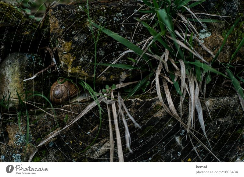 In hiding Umwelt Natur Tier Frühling Gras Mauer Mauerpflanze Steinmauer Schnecke Schneckenhaus Weinbergschnecken Weinbergschneckenhaus 1 sitzen alt authentisch