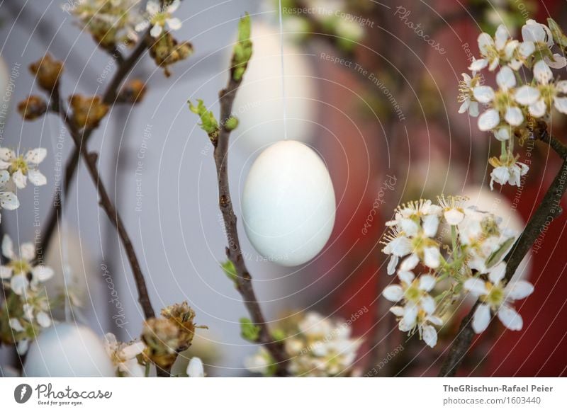 Easter Egg Feste & Feiern Ostern blau grau grün rot schwarz weiß Ei fest Osternest Osterei Zweig Blüte osterbaum Blühend mehrfarbig Farbfoto Innenaufnahme