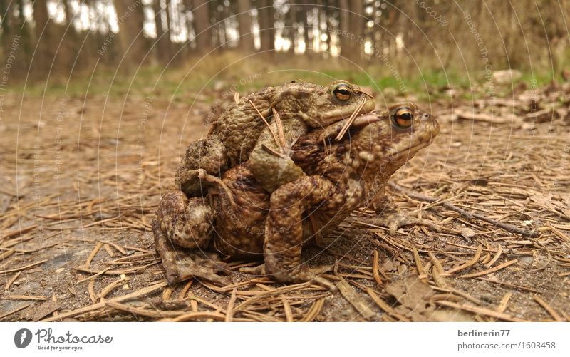 ...verbandelt... Tier Frosch 2 Tierpaar Brunft berühren tragen außergewöhnlich authentisch Zufriedenheit Frühlingsgefühle Vertrauen Geborgenheit Einigkeit