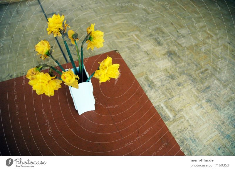 narzissen Narzissen gelb Gelbe Narzisse Tisch Vase blumen frühling frühlingsgruss