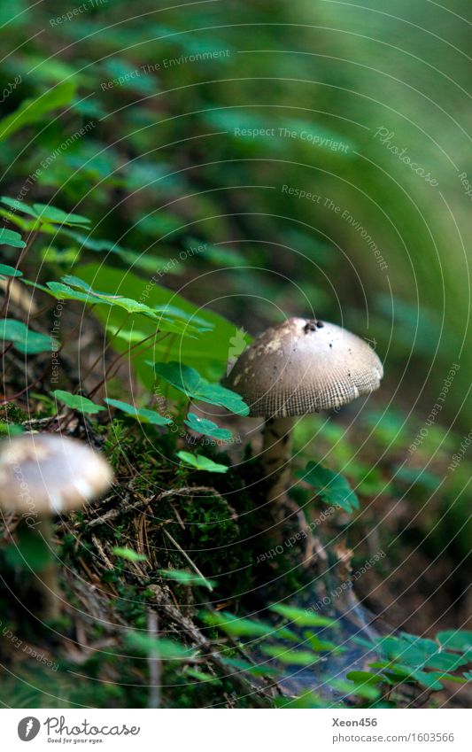 Leckerer Pilz Ernährung Bioprodukte Vegetarische Ernährung Umwelt Natur Landschaft Pflanze Tier Erde Sommer Klima Moos Blatt Wildpflanze Wald Hügel Felsen Alpen