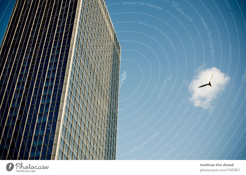 KOMMT EIN VOGEL GEFLOGEN Vogel fliegen Lebensraum Tier Hochhaus hoch groß blau Himmel majestätisch Fenster Fassade Linie Glasscheibe Luftverkehr