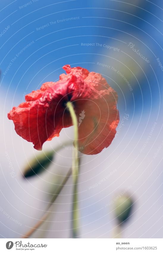 Mohn im Sommer harmonisch Meditation Ferien & Urlaub & Reisen Ausflug Freiheit Umwelt Natur Pflanze Luft Klima Wind Blume Gras Blüte Wildpflanze Mohnblüte