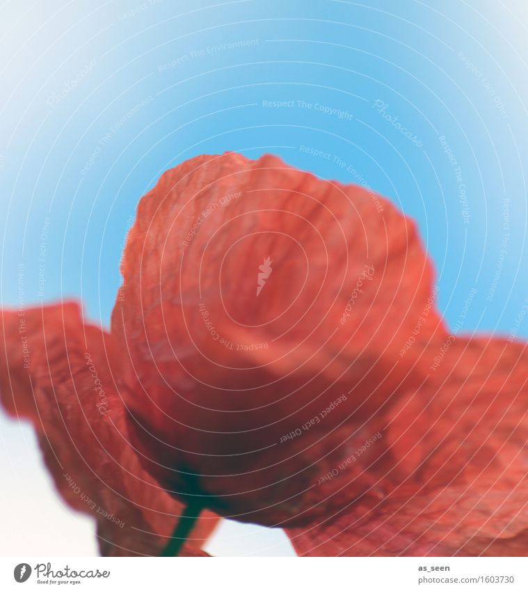 Mohn im Wind Lifestyle Gesundheit Leben harmonisch Ausflug Sommer Umwelt Natur Pflanze Blüte Wildpflanze Mohnblüte Mohnfeld Feld Blühend frisch natürlich blau