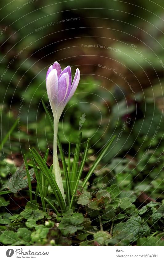 Krokus Natur Pflanze Frühling Blume Gras Blatt Blüte Krokusse Garten grün violett 1 Wachstum Farbfoto mehrfarbig Außenaufnahme Nahaufnahme Menschenleer Tag