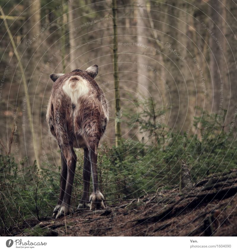 Good bye, my deer! Natur Pflanze Tier Frühling Baum Wald Wildtier Rentier Hirsche 1 gehen braun grün Hinterteil Farbfoto mehrfarbig Außenaufnahme Menschenleer