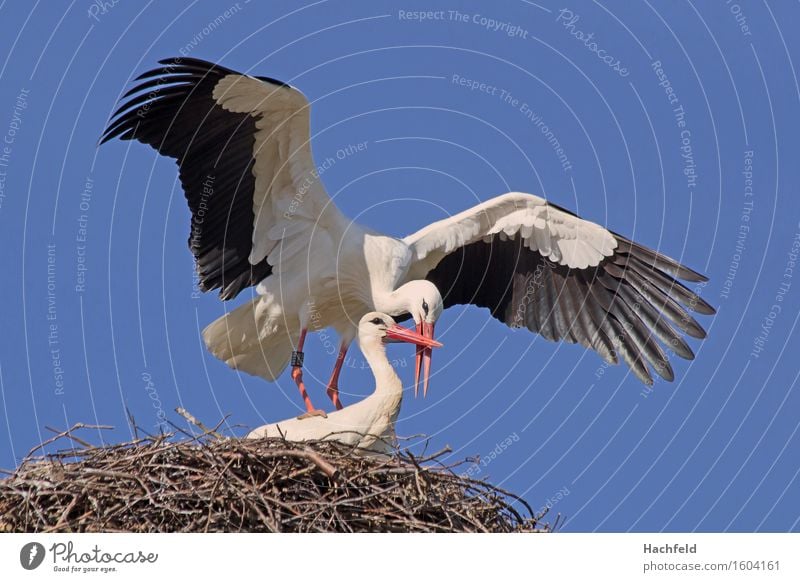 Storchenpaarung Natur Tier Vogel 2 Brunft ästhetisch Frühlingsgefühle Farbfoto Außenaufnahme Menschenleer Morgen Starke Tiefenschärfe Tierporträt