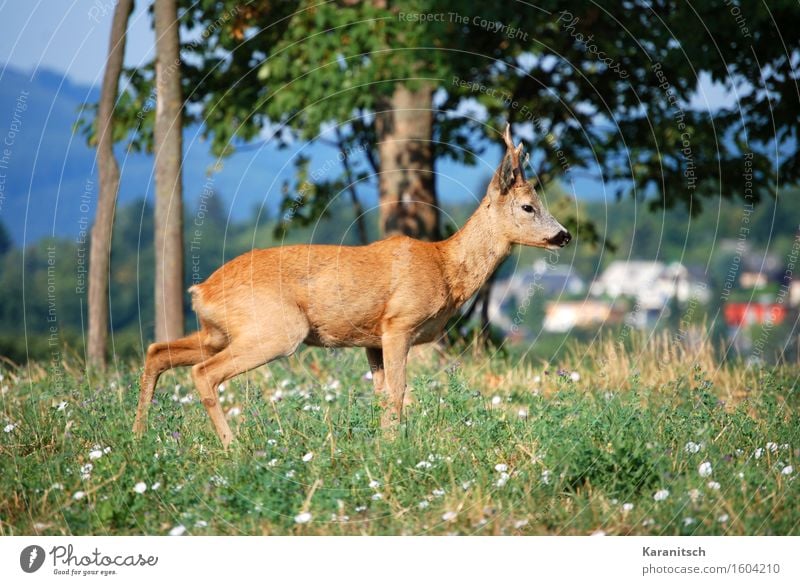 Reh in Wien Ferien & Urlaub & Reisen Ausflug Freiheit Sommer Sommerurlaub wandern Umwelt Natur Pflanze Tier Baum Gras Park Wiese Wald Hügel Wildtier "Säugetier