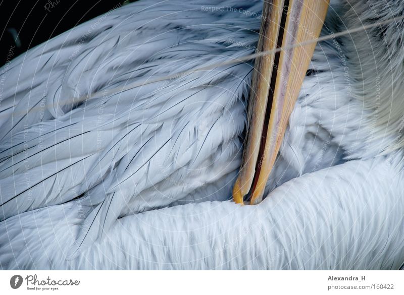 Pelikan Vogel Feder Schnabel Meer Fisch Zoo