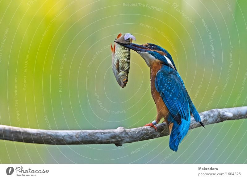 der Fang Tier Vogel 1 Essen Jagd lecker Erfolg Eisvögel Farbfoto mehrfarbig Außenaufnahme Tag Starke Tiefenschärfe