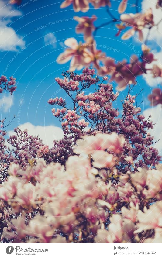 Magnolienmeer Umwelt Natur Pflanze Frühling Baum Blume Blüte Magnoliengewächse Garten Park Blühend Wachstum Kitsch schön blau rosa rein Reichtum Frühlingsbote