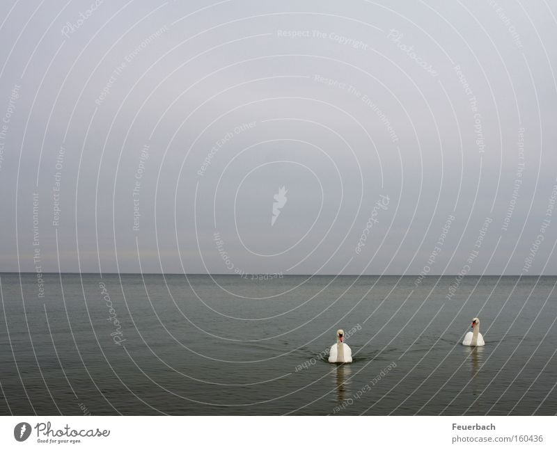 Wenig ist Meer ruhig Wasser Himmel Horizont Ostsee See Vogel Schwan 2 Tier Tierpaar Zusammensein loyal Freundschaft Treue Gelassenheit bescheiden Einsamkeit