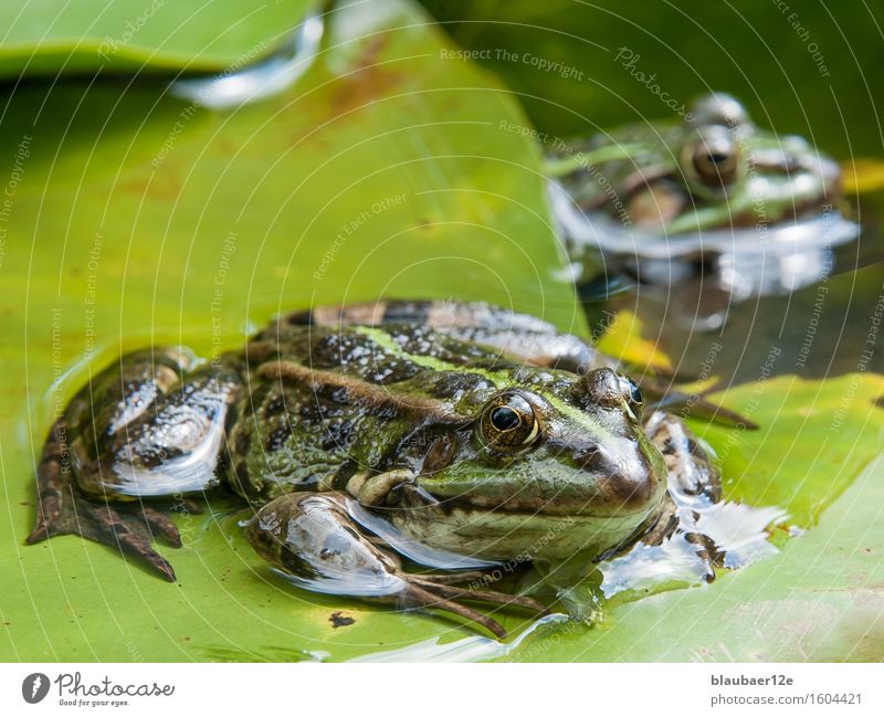 frog on leaf Tier Wildtier Frosch 2 Wasser Fährte grün Farbe Gelassenheit Natur Farbfoto Außenaufnahme Menschenleer Tag Sonnenlicht Tierporträt Blick