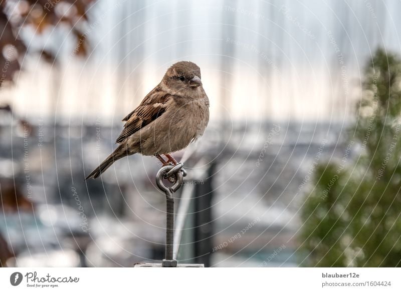 Spatz Tier Wildtier Vogel Tiergesicht 1 Freundlichkeit maritim Farbfoto Außenaufnahme Menschenleer Tierporträt Blick in die Kamera