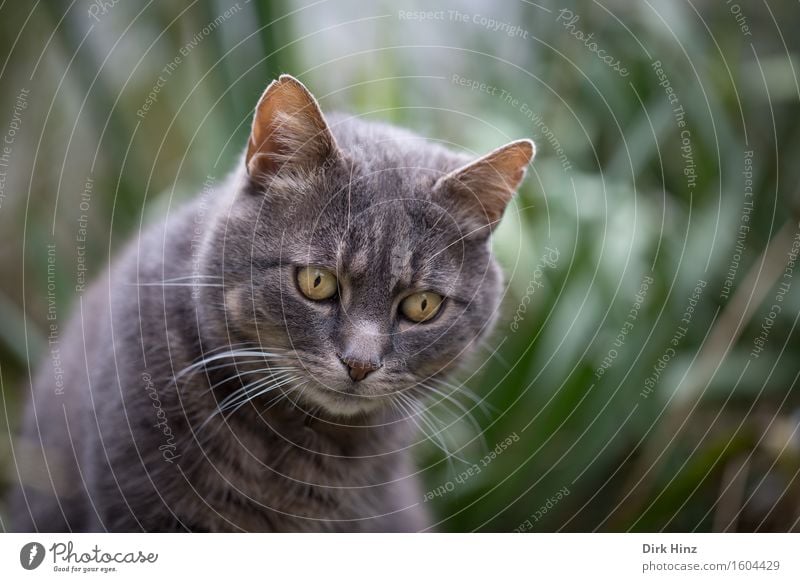 fixiert Freizeit & Hobby Häusliches Leben Natur Garten Tier Haustier Katze Tiergesicht Fell 1 Tierliebe Konzentration Blick beobachten fixieren warten geduldig