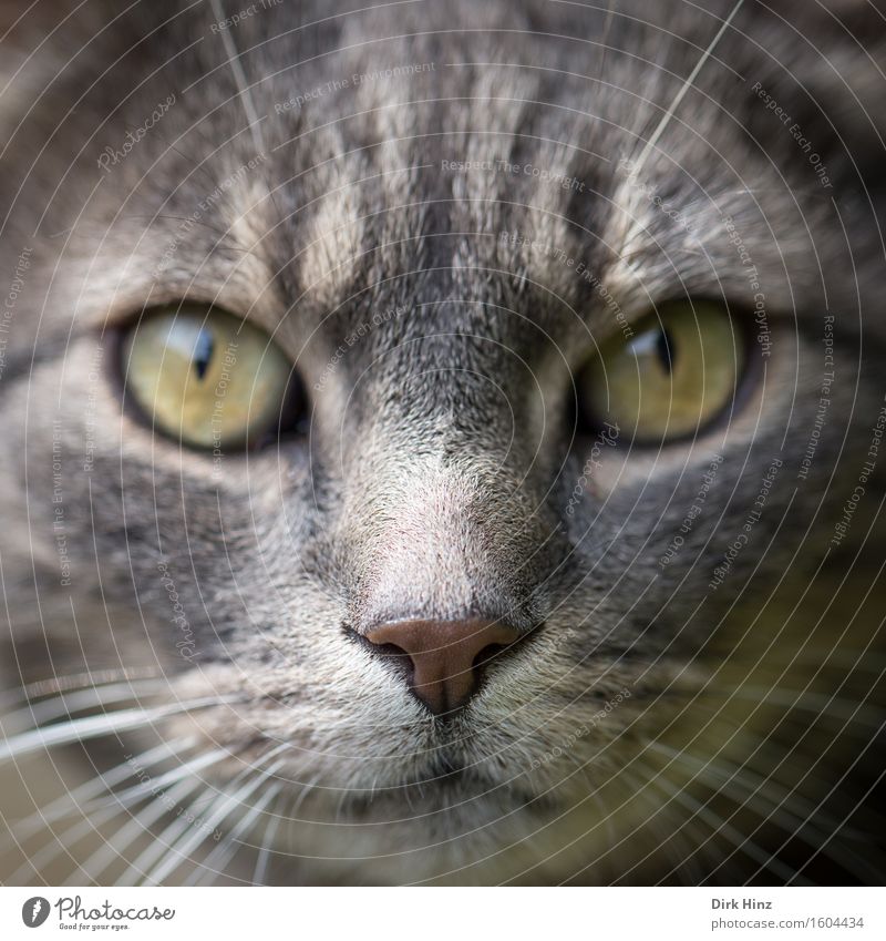 Mein Name ist Bond Häusliches Leben Tier Haustier Katze Tiergesicht 1 Blick warten Coolness kuschlig Partnerschaft anschauend Nase Haare Fell Erwartung