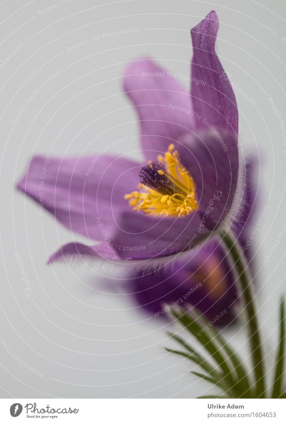 Kuhschelle Natur Pflanze Frühling Blume Blüte Wildpflanze Topfpflanze Hahnenfußgewächse Frühblüher Garten Park Dekoration & Verzierung Postkarte Blühend schön