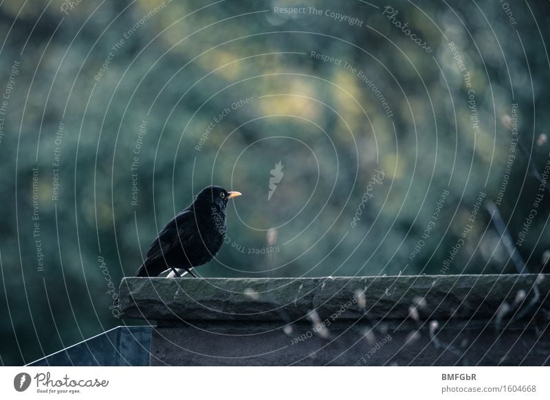 Einsame Amsel Tier Wildtier Vogel 1 sitzen Gefühle Traurigkeit Trauer Tod Sehnsucht Fernweh Einsamkeit Volksglaube Endzeitstimmung Nostalgie Umwelt