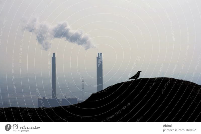 Krabat auf Reisen! Rabenvögel Halde Industriefotografie Ruhrgebiet Bergbau Natur Außenaufnahme Stromkraftwerke Heizkraftwerk Umweltschutz Nostalgie Wut Ärger