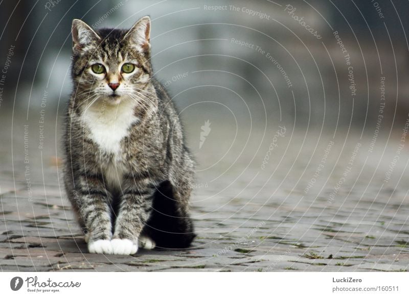 White Gloves Katze Stadt Handschuhe Pfote weiß Schwanz Kopfsteinpflaster kalt gehorsam Auge grün grau Einsamkeit Säugetier getiegert