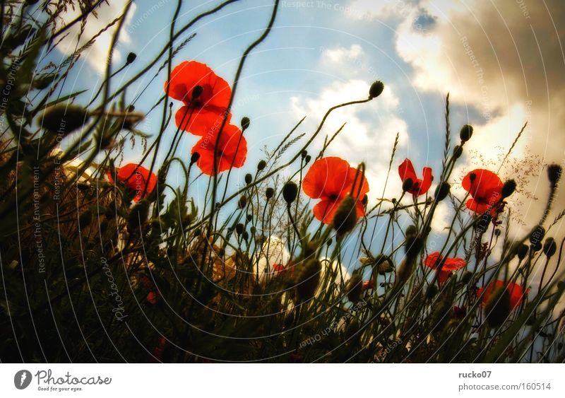 Mohn-amour rot Klatschmohn Sommer Wiese Blüte Perspektive Himmel blau Wolken Blume Pflanze Natur Halm