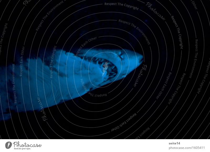 Hai. Angst Todesangst gefährlich Haifisch dunkel schwarz Meer Raubfisch Fressen Fleischfresser Fisch blau Zähne Gebiss Kiefer shark bedrohlich Menschenfresser