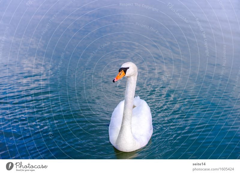 Schwan. See. Blau. Wasser blau Schwimmen & Baden Im Wasser treiben weiß Tier harmonisch Textfreiraum links Textfreiraum rechts Anmut elegant Vogel Gewässer