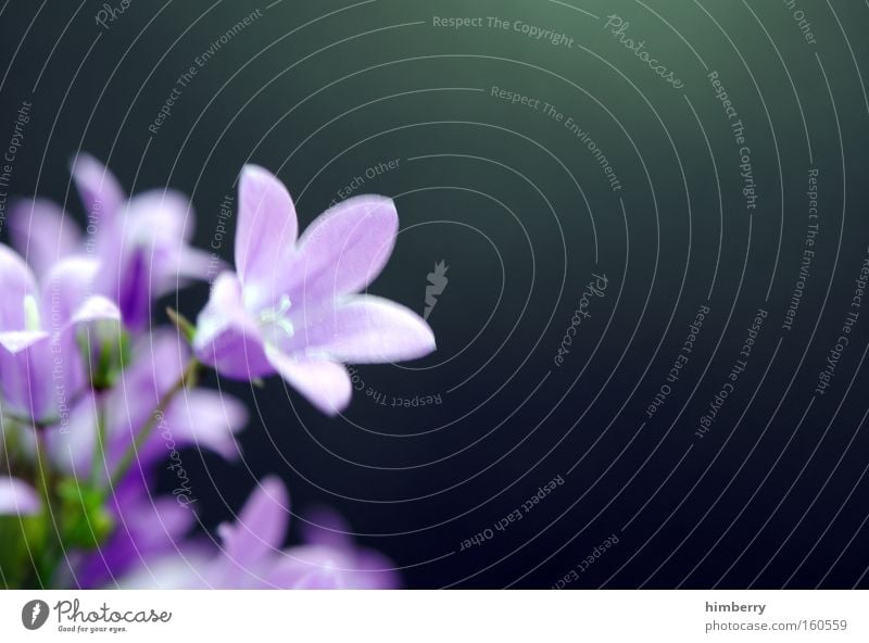 lila pause Blume Natur Frühling frisch Gartenbau Pflanze Botanik Hintergrundbild Floristik Blüte violett