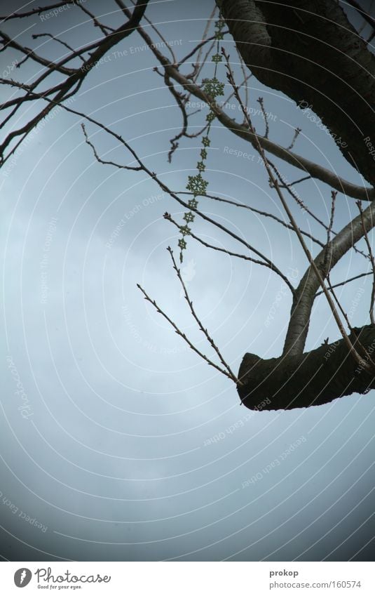 Sternchen im Geäst Schmuck Kette Baum Himmel Ast kahl grau Wolken trist hängen baumeln verlieren Erfolg Überfluß Fundsache