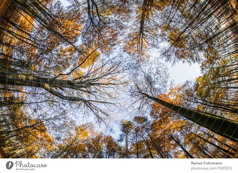 Der Blick zum Himmel Natur Landschaft Pflanze Schönes Wetter Wald beobachten wandern Farbfoto Außenaufnahme Tag