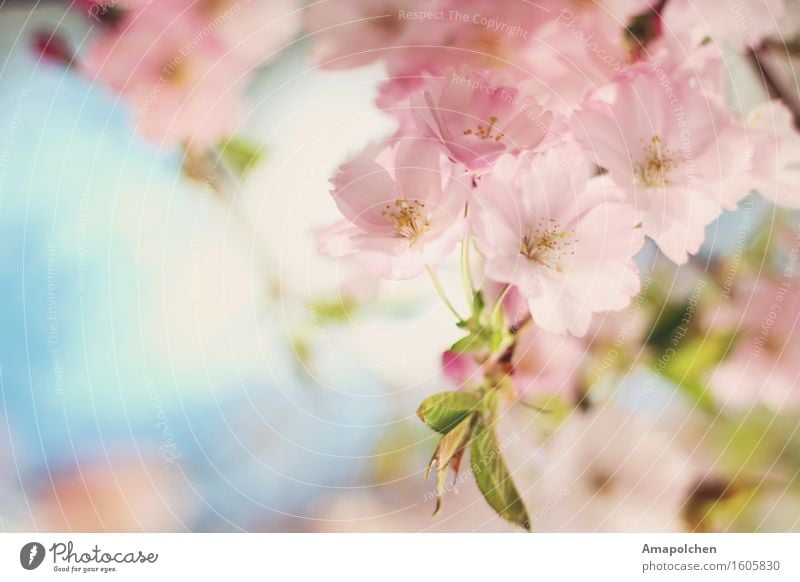 ::16-13:: Umwelt Natur Landschaft Pflanze Tier Himmel Frühling Sommer Klima Schönes Wetter Baum Blume Blüte Nutzpflanze Garten Park Glück Fröhlichkeit