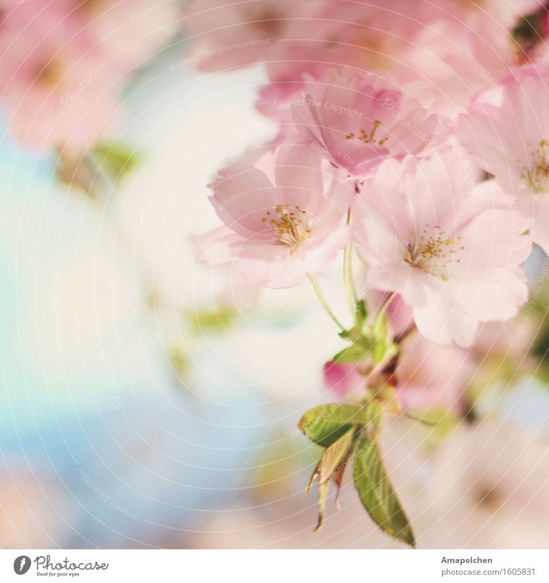 ::16-16:: Umwelt Natur Pflanze Himmel Frühling Sommer Klima Wetter Baum Blume Blatt Blüte Nutzpflanze Wildpflanze Garten Park Glück Fröhlichkeit Zufriedenheit