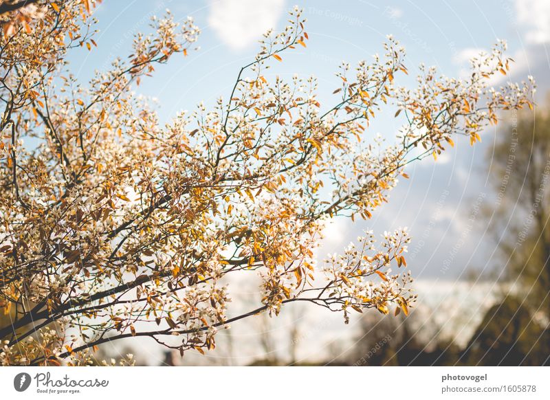 Felsenbirne in Blüte Umwelt Natur Pflanze Himmel Wolken Frühling Baum Sträucher Blatt Garten Wärme blau braun weiß Freude Glück Fröhlichkeit Zufriedenheit