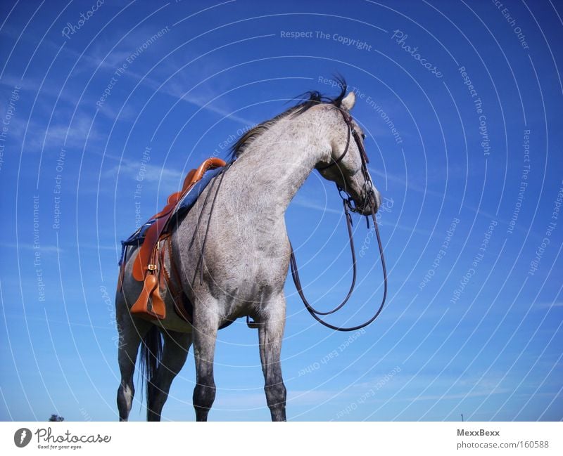 Sommer Reitsport Reiten Pferd Himmel Wind blau Schimmel Freiheit Säugetier